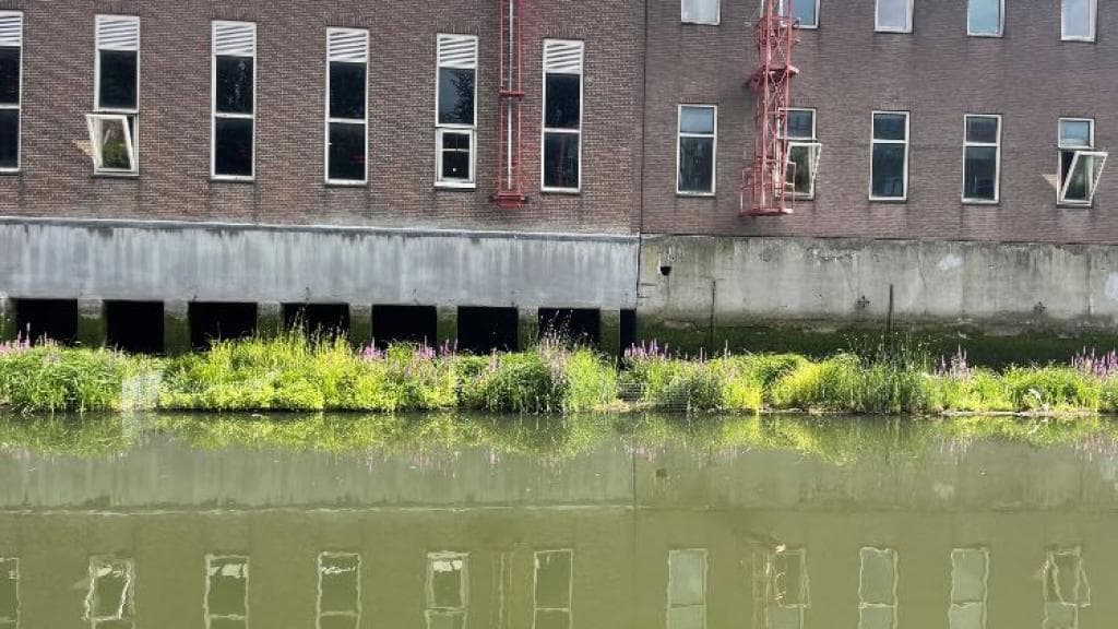 Buizengat 1 Drijvend groen. Foto: Gemeente Rotterdam