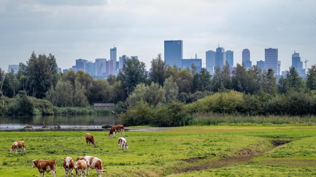 Koeien met achtergrond skyline Rotterdam. Foto: Peter Gooris